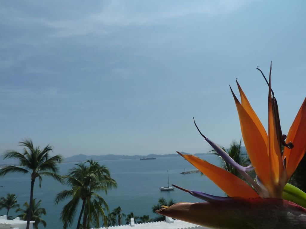 Dolphin Cove Inn Manzanillo Eksteriør billede